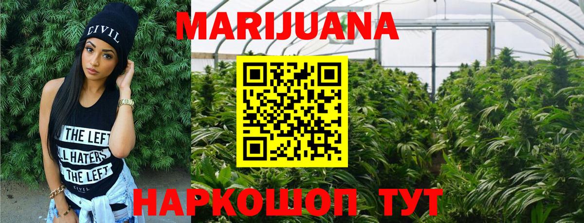 Конопля сатива Баксан